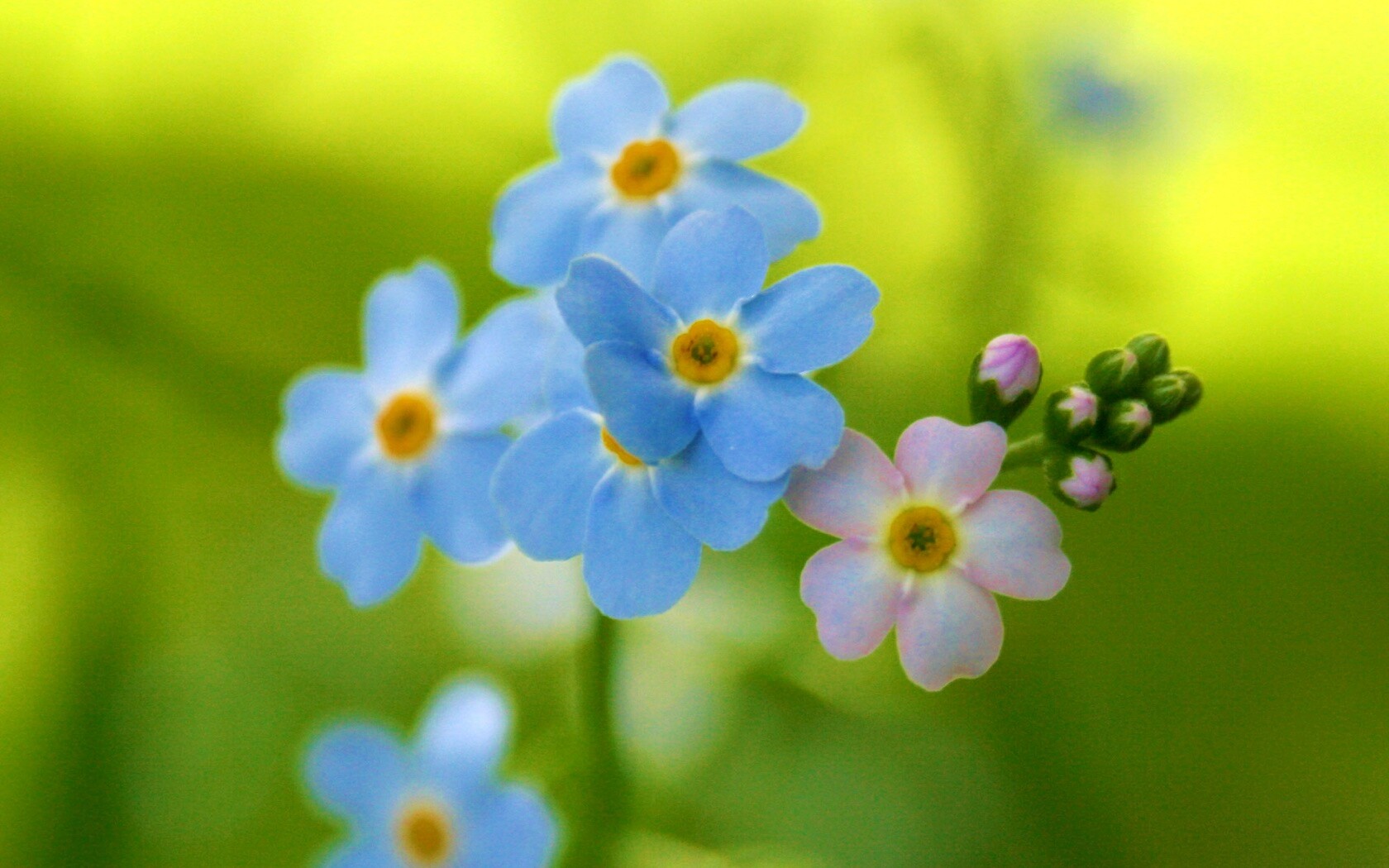 Обои цветов обои