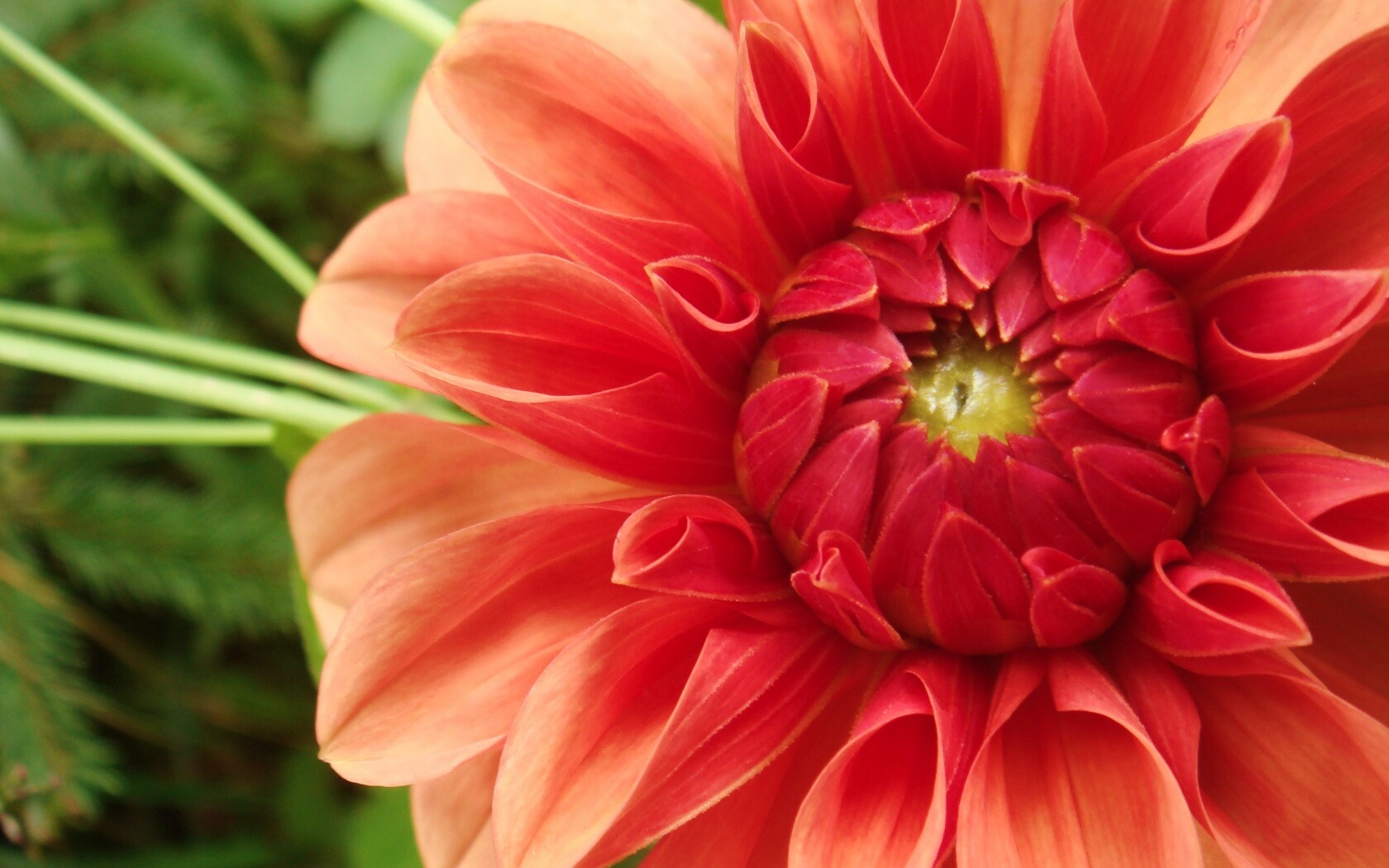 Аленький цветочек обои