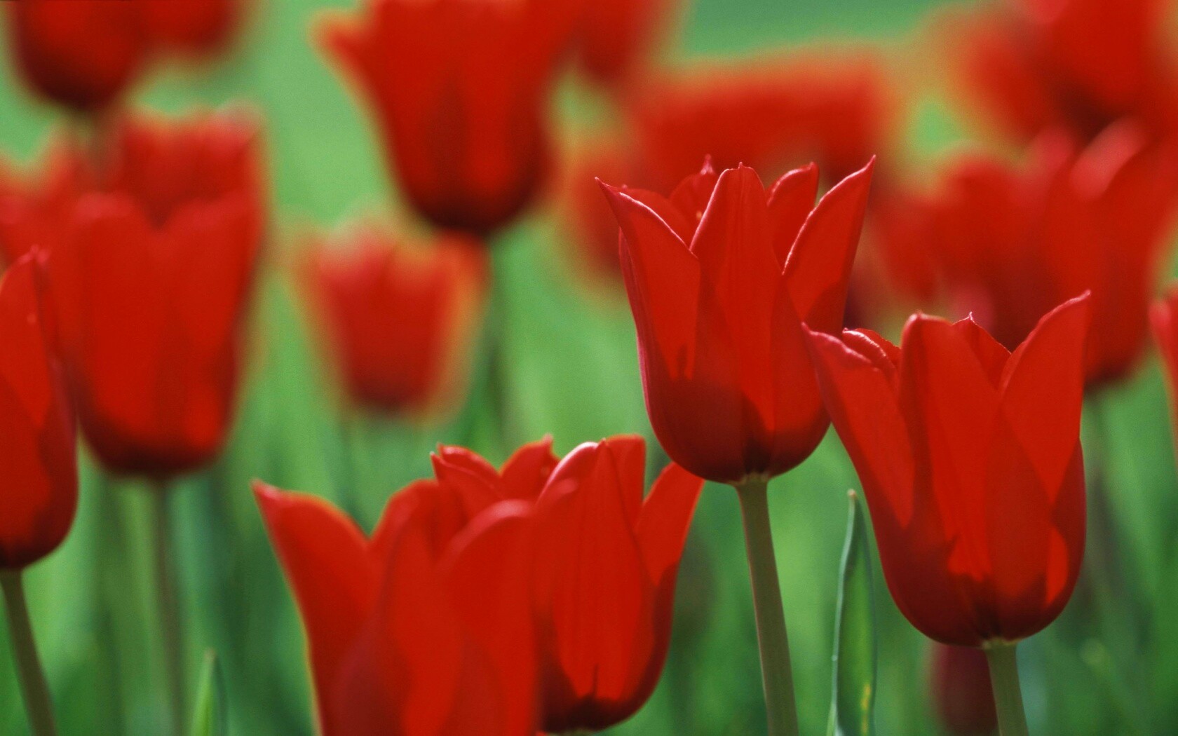 Красные цветы обои