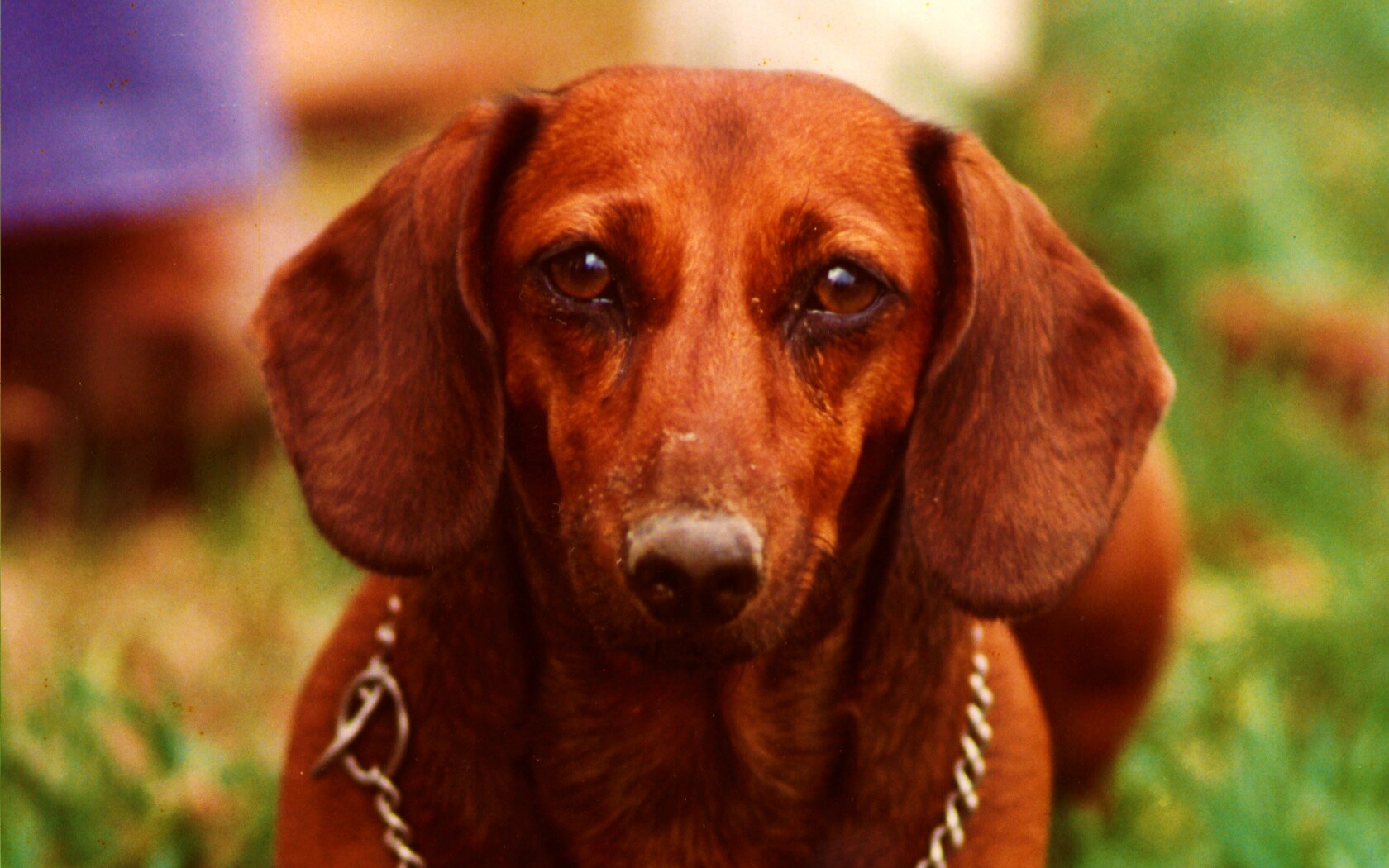 Рыжая такса обои