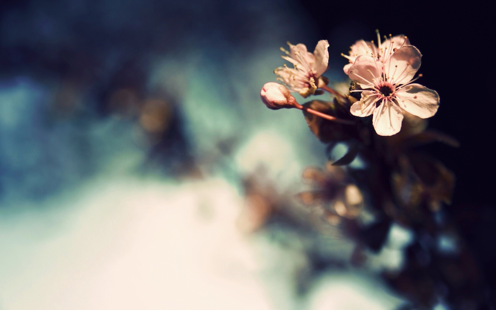 Цветок вишни обои