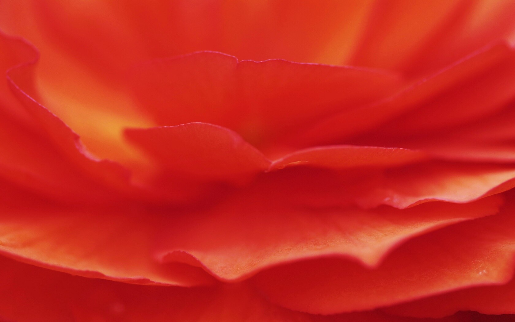Лепестки красного цветка обои