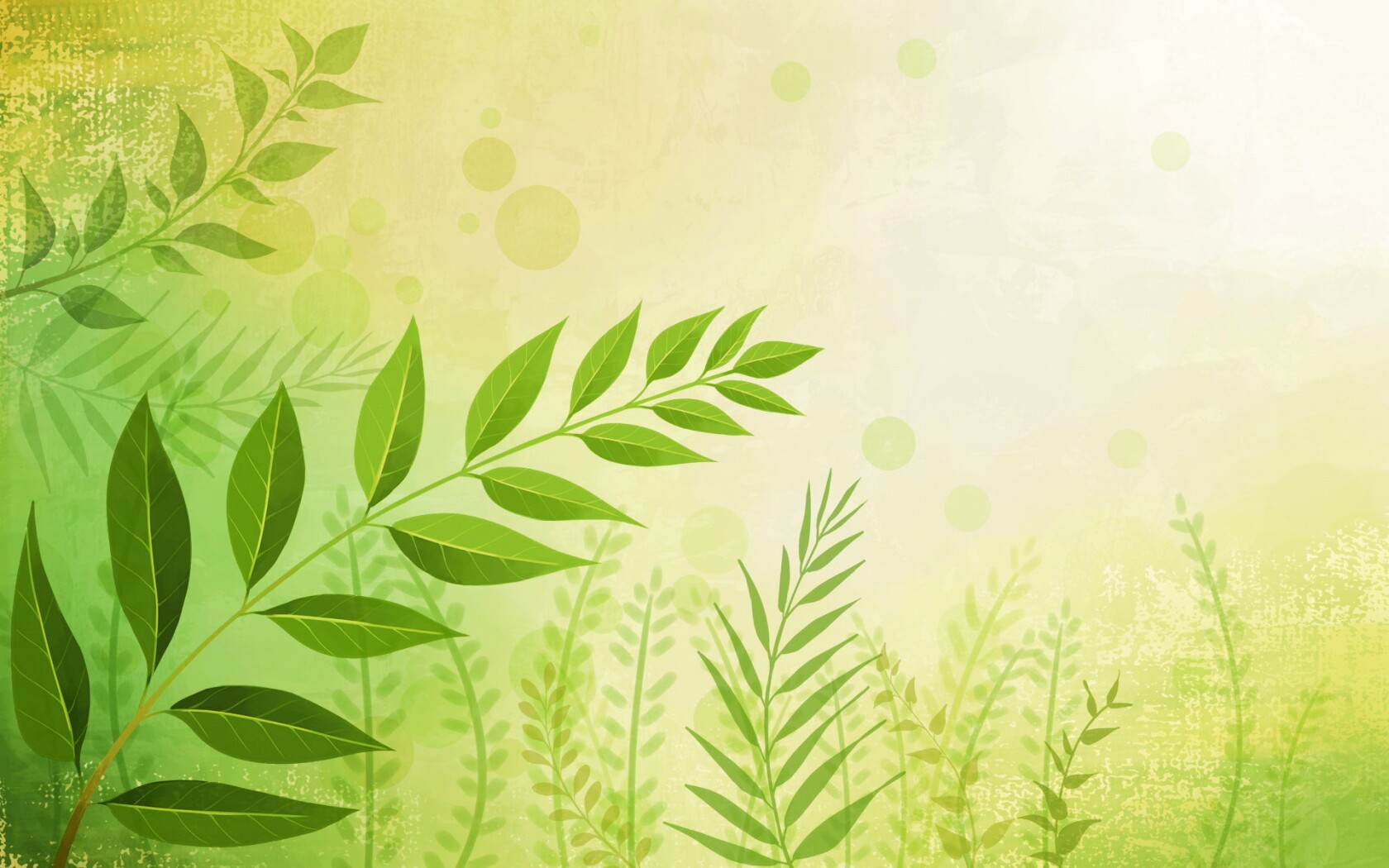 Веточка молодых листьев обои