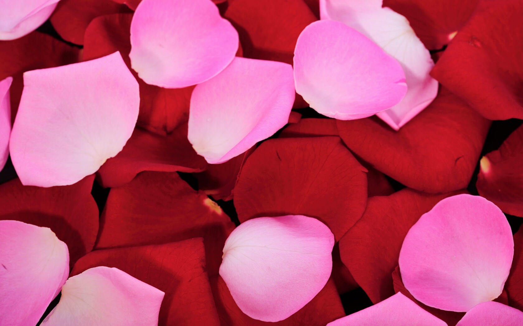 Розовые и красные лепестки обои