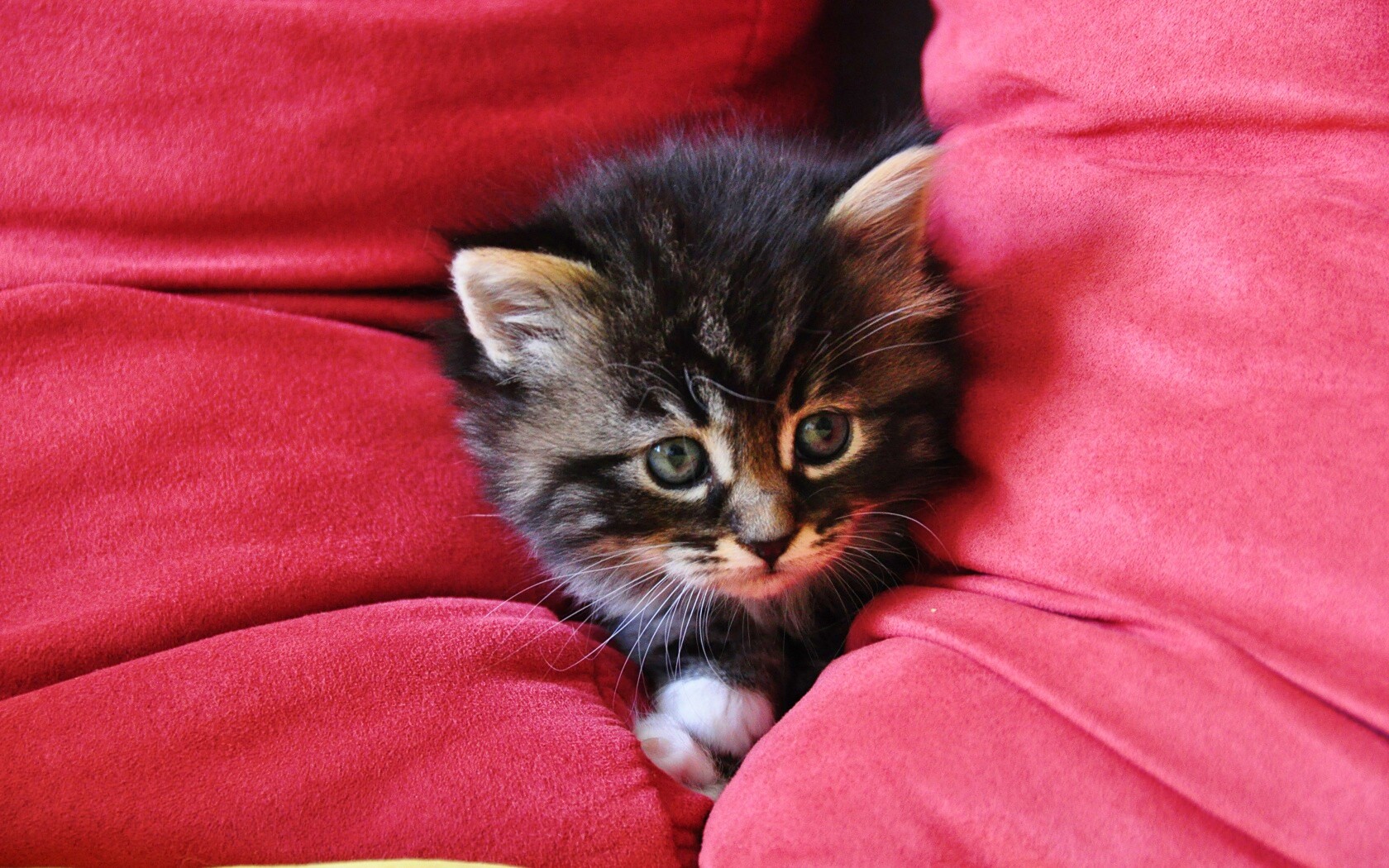 Котенок в подушках обои