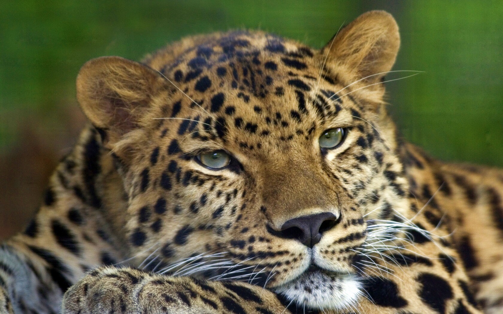 Злопасный ягуляр обои