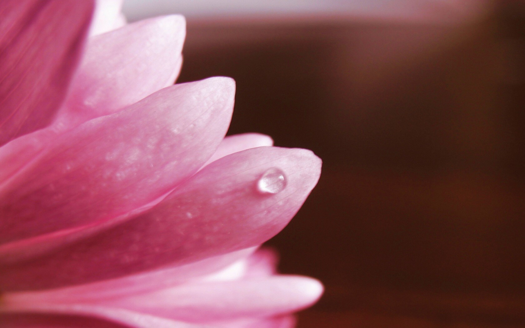 Капля на лепестке обои