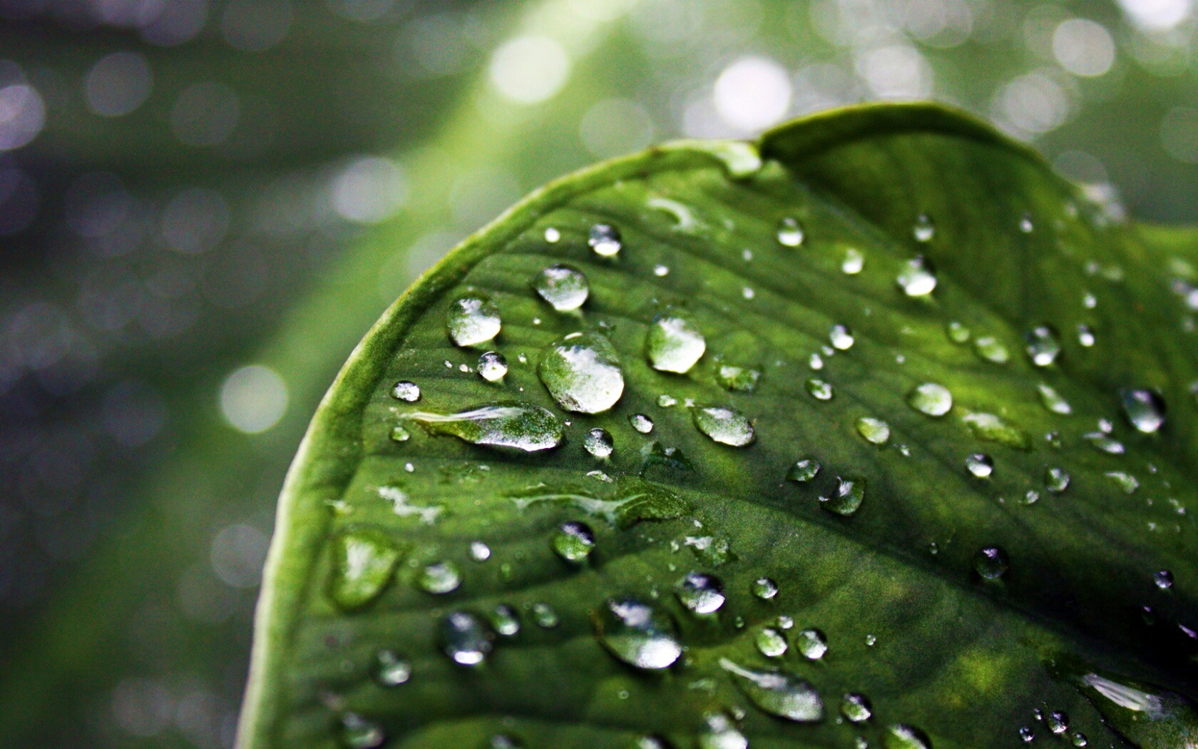 Роса на листке обои