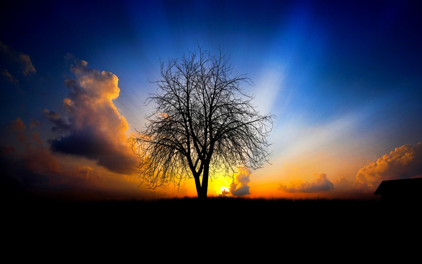 Дерево на закате обои