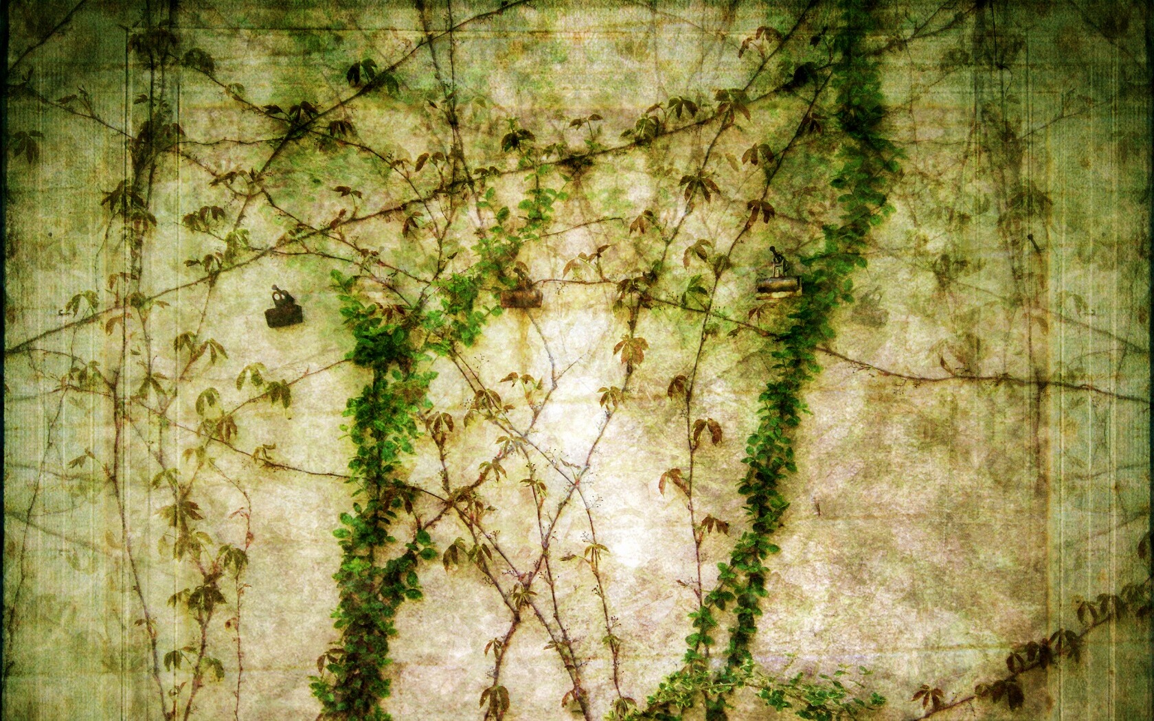 Растение на стене обои