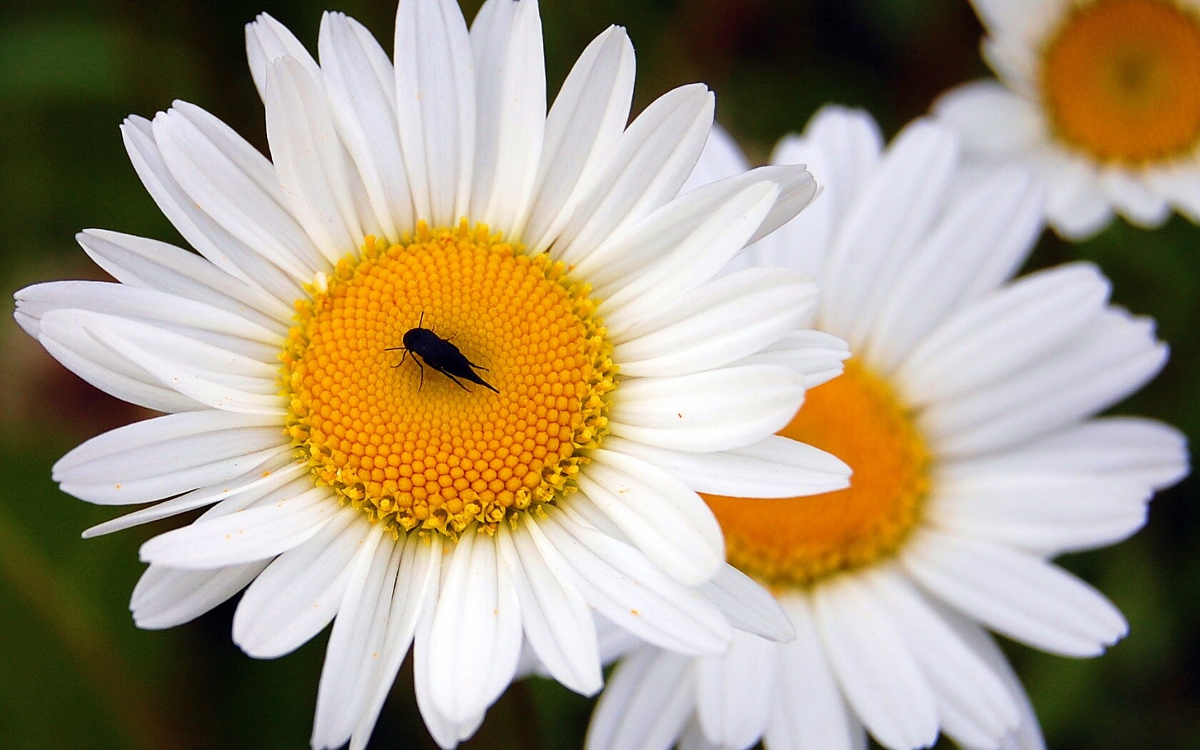 Ромашки обои