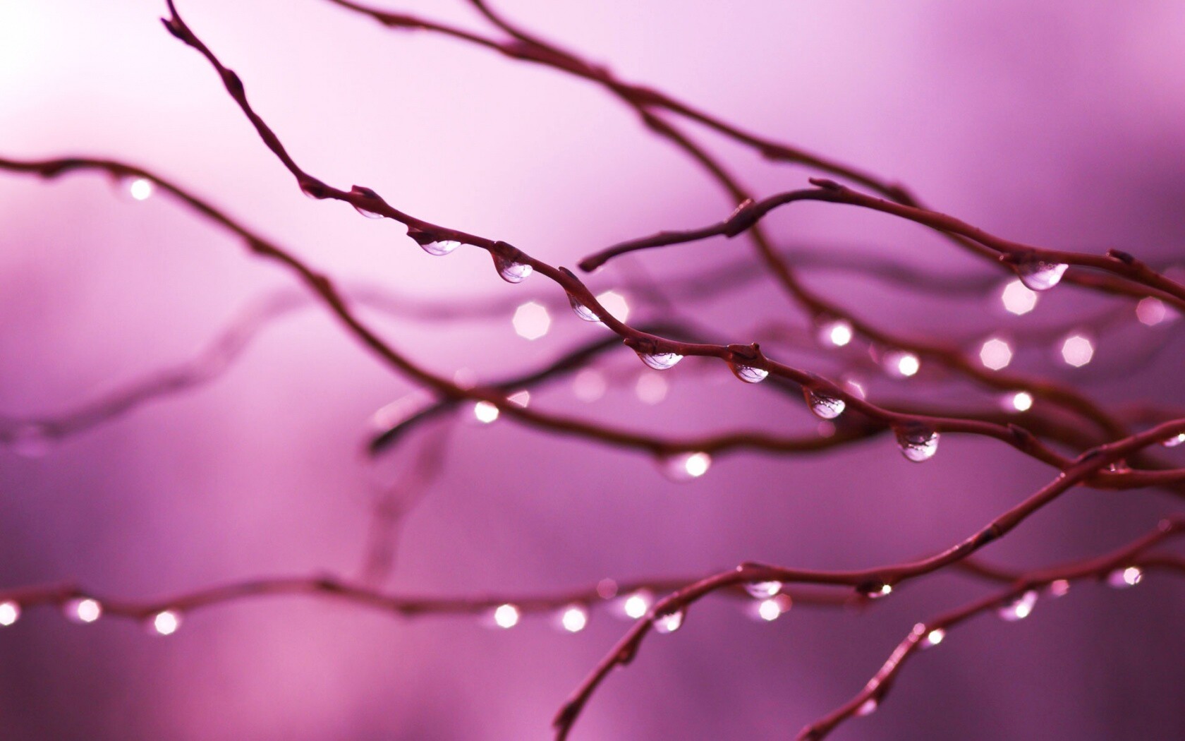 Капли на ветке обои