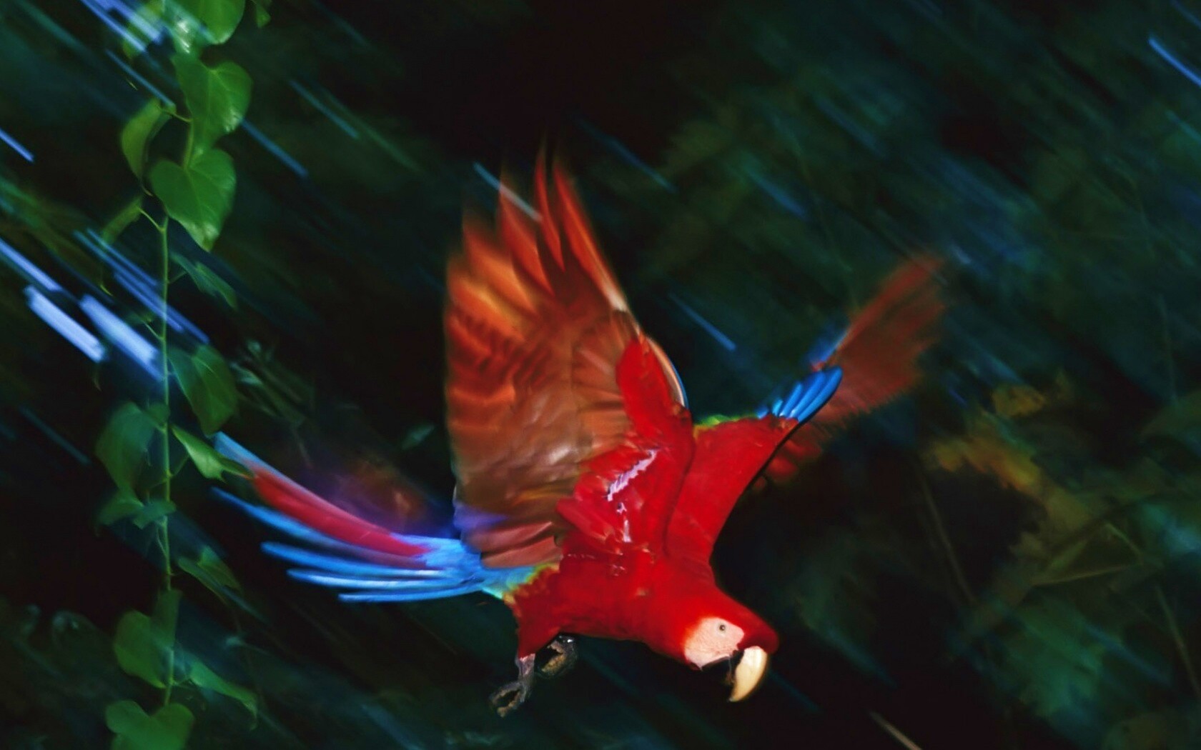 Рисованный ара обои