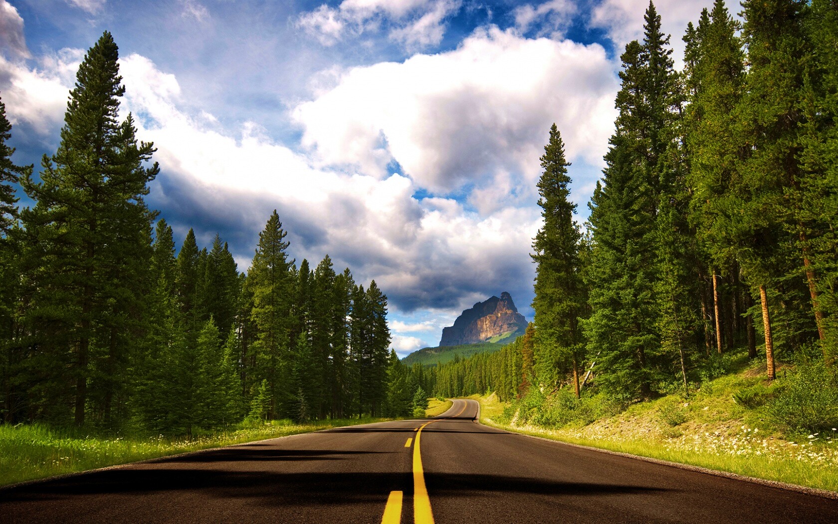 Красивая лесная дорога обои