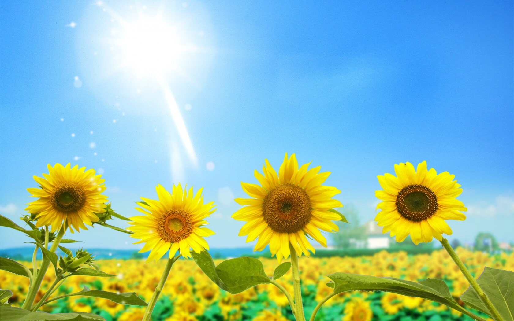 Подсолнухи не смотрят на солнце обои