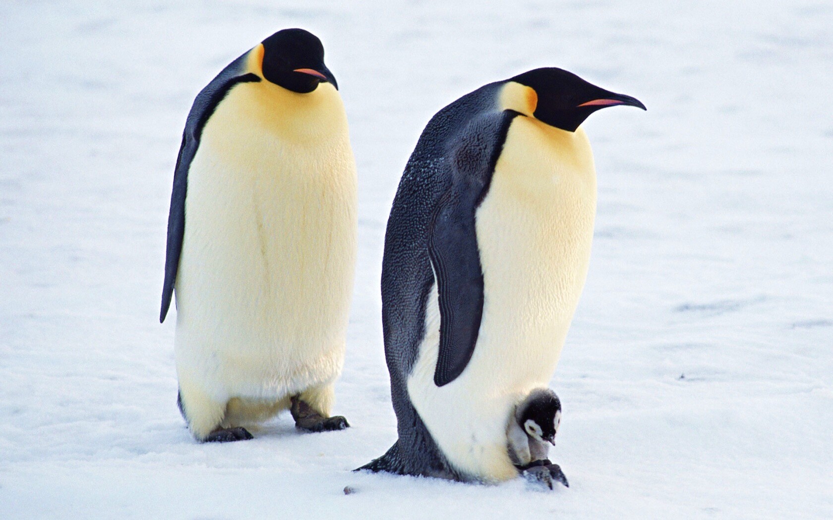 Семья пингвинов обои
