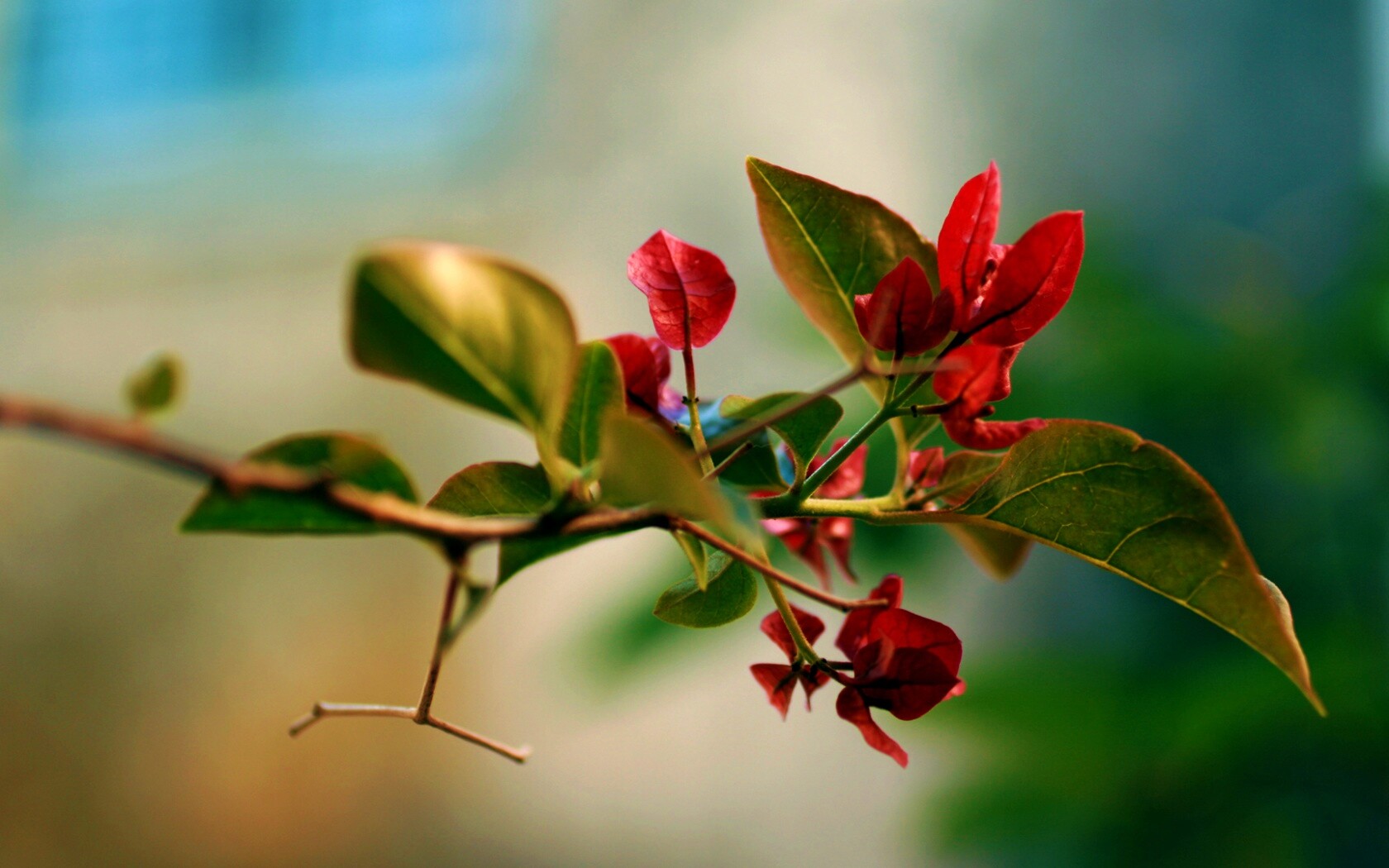 Разноцветные листья обои