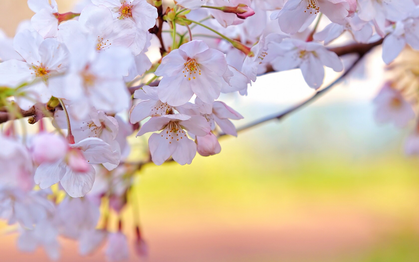 Цветение вишни обои