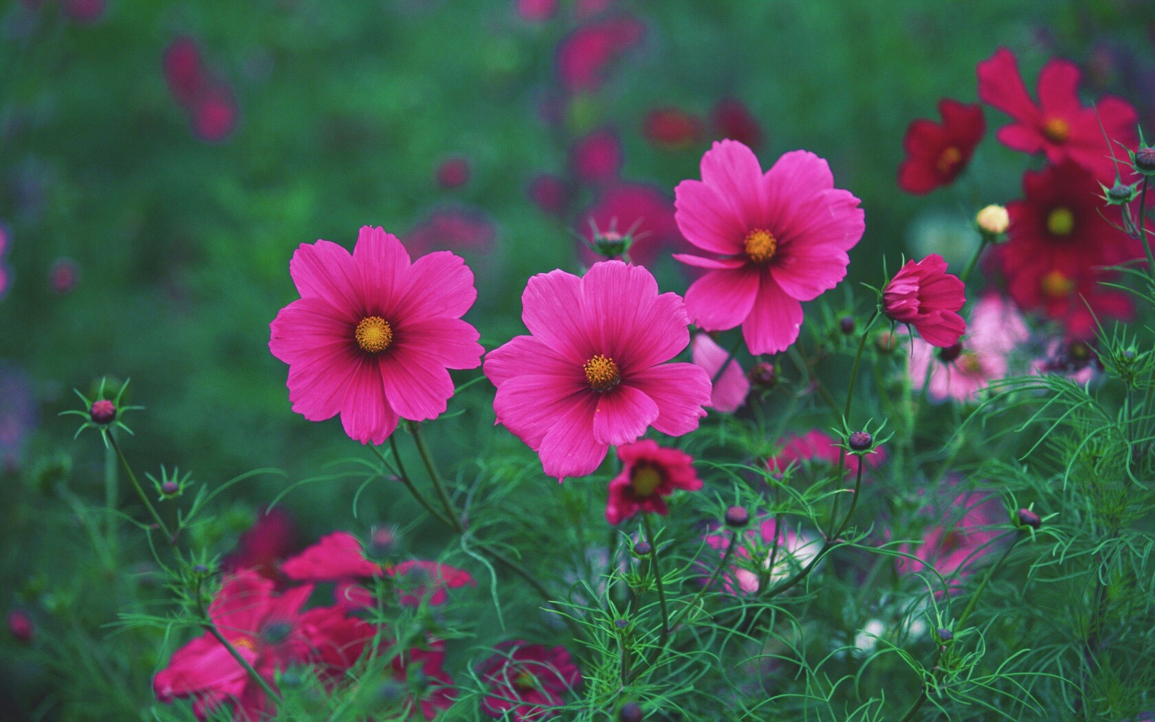 Яркие розовые цветы обои