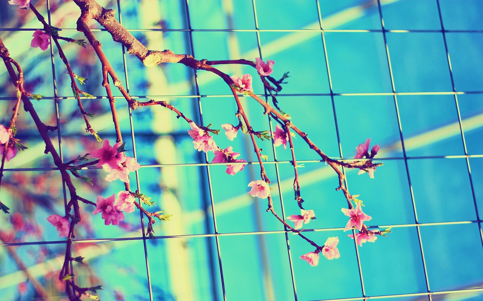 Ветка за сеткой обои