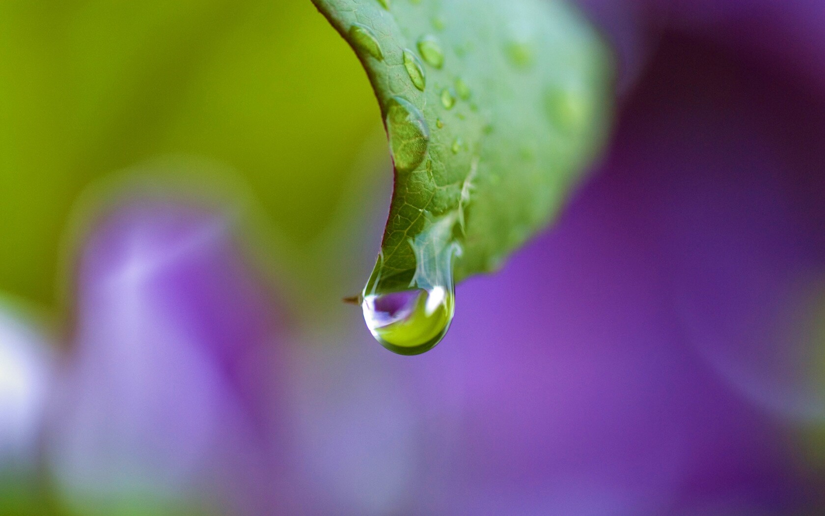 Капля на листе обои