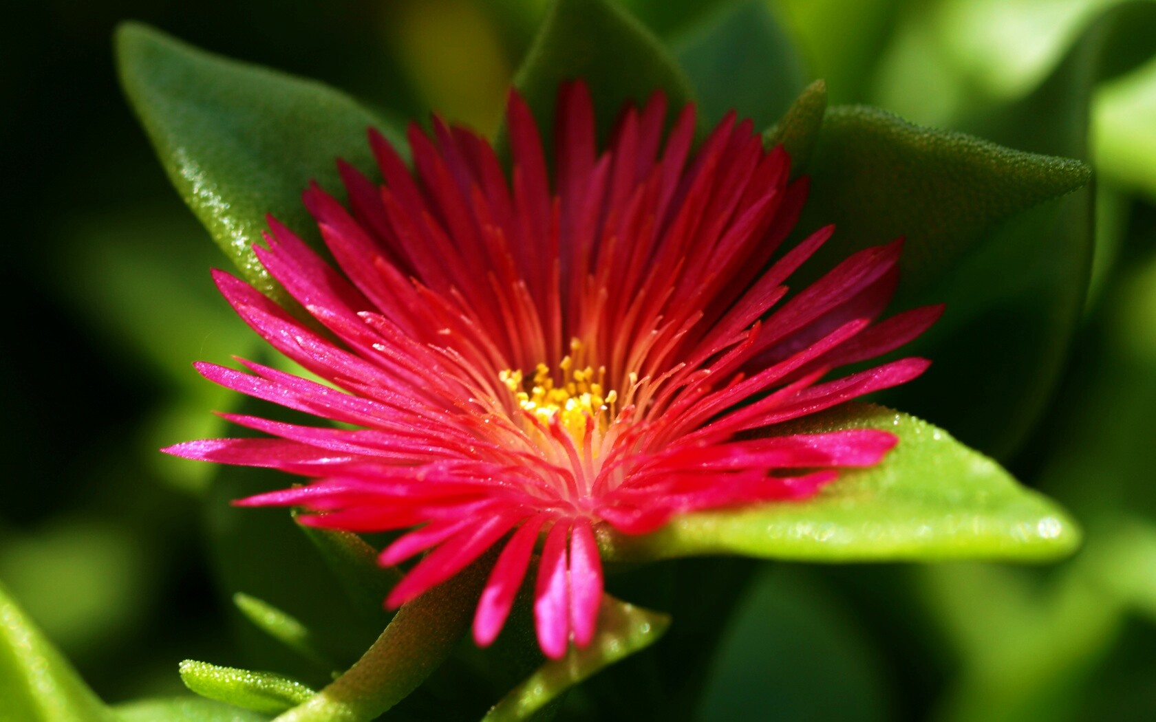 Чудесный цветок обои