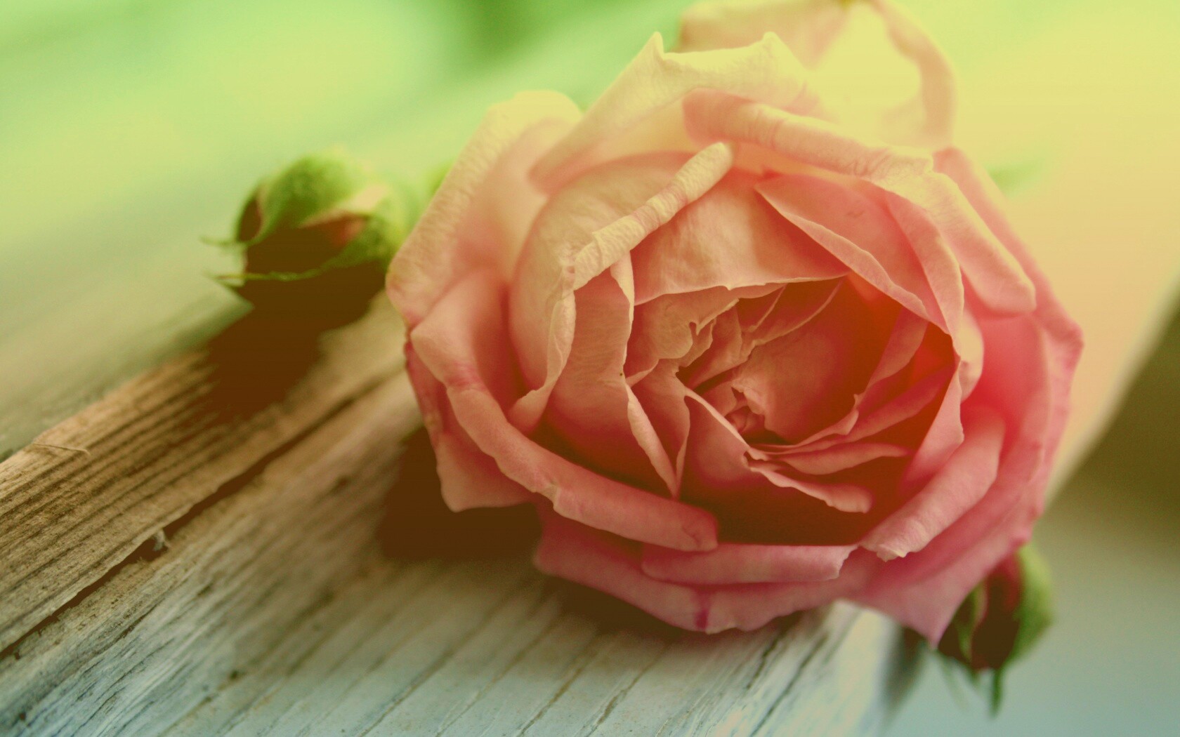 Бутон нежной розы обои