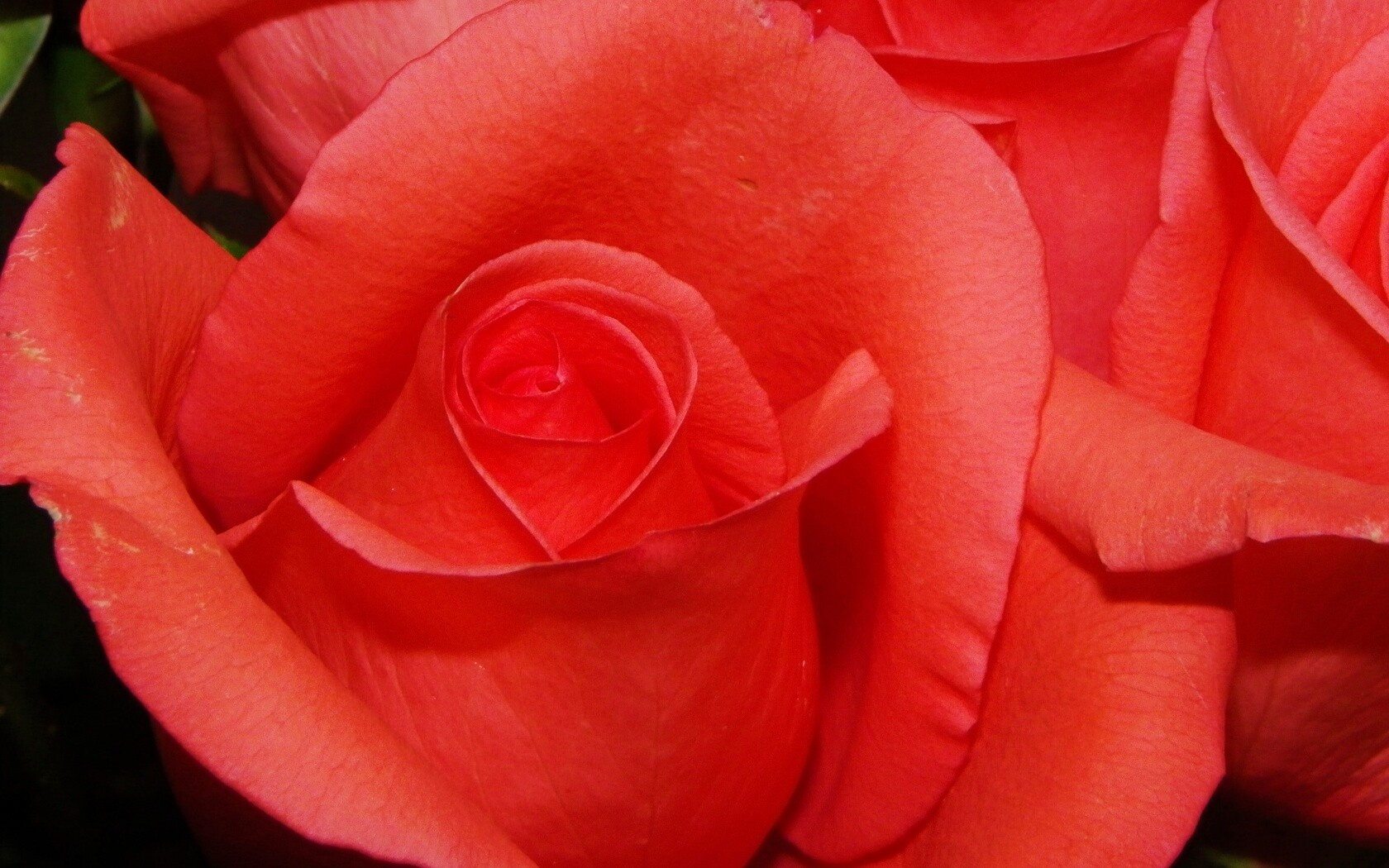 Бутон розы обои