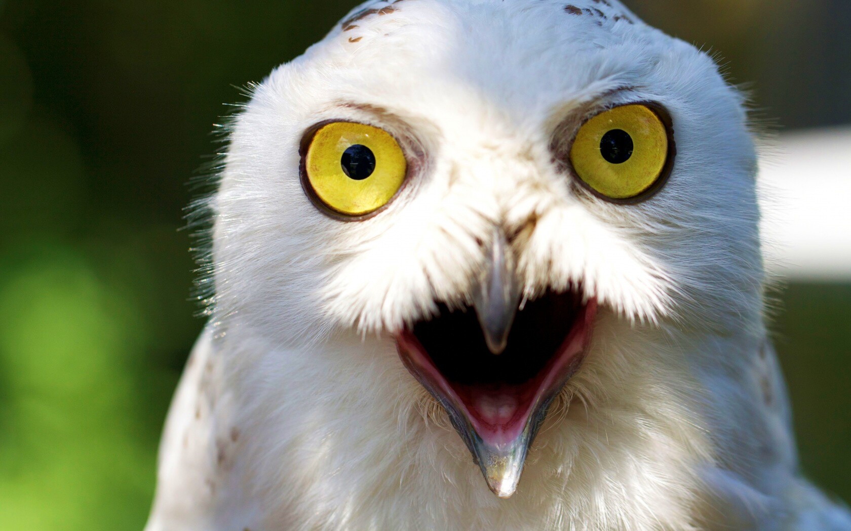 Сова в шоке! обои