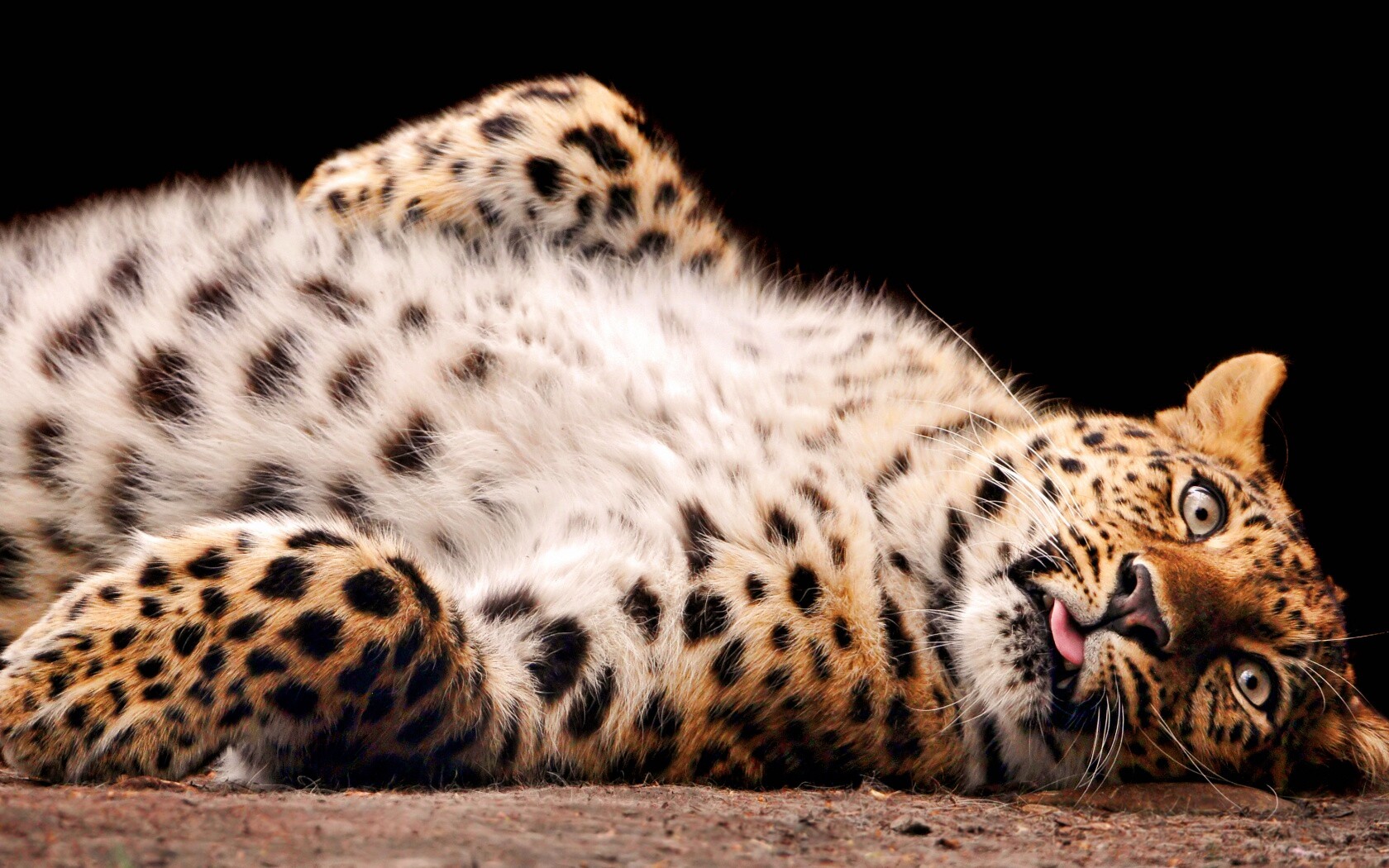 Большая пятнистая кошечка обои