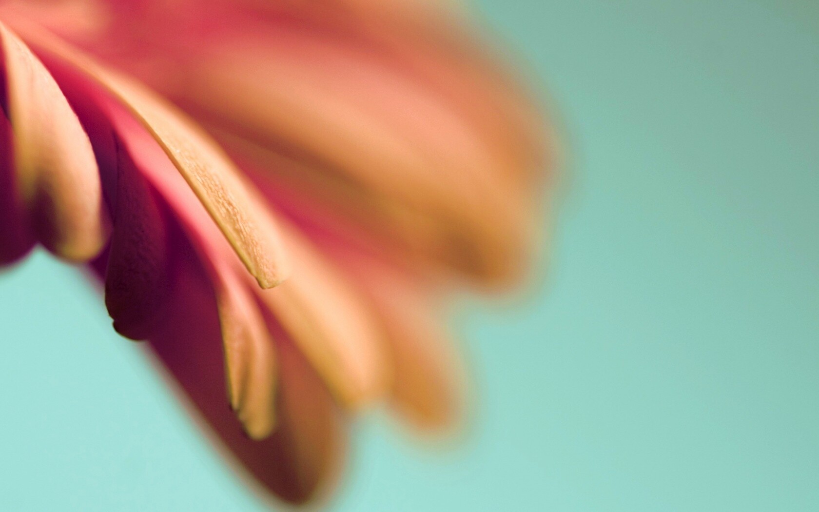 Лепестки цветка в макро обои