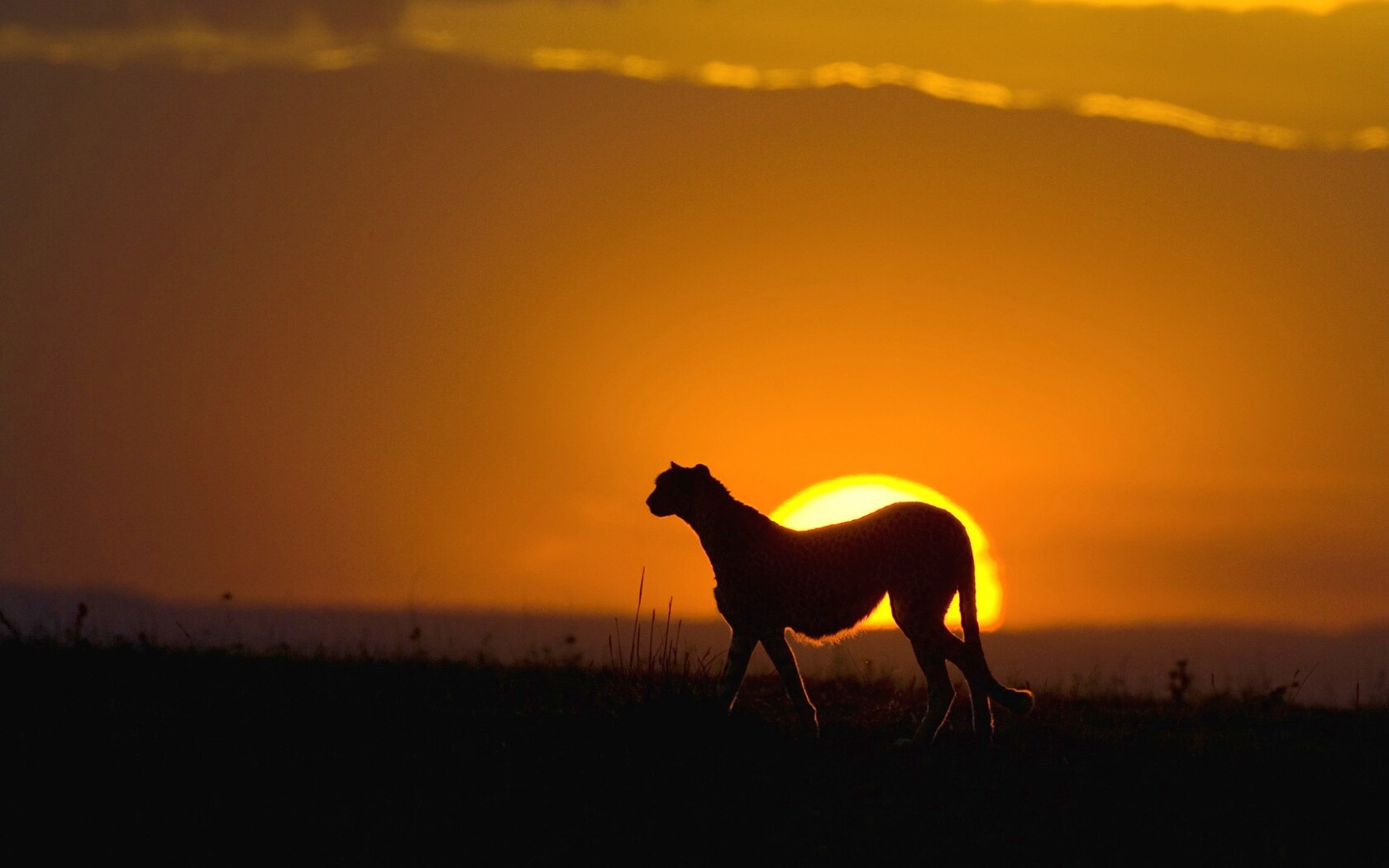 Гепард на закате обои