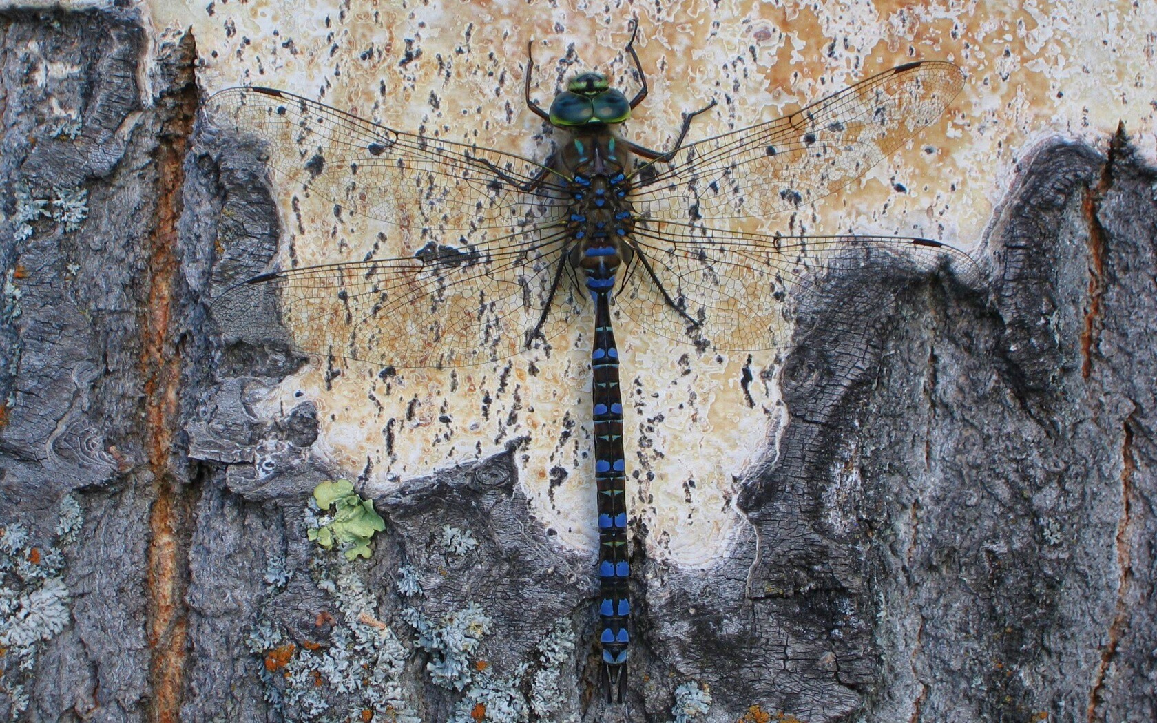 Стрекоза на дереве обои