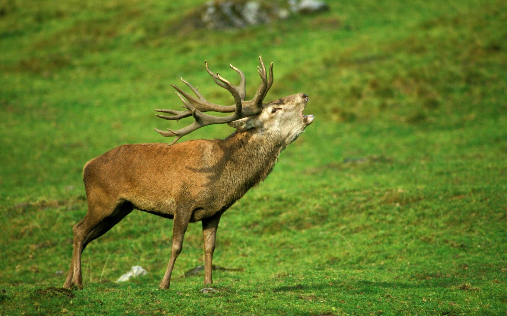 Лось зовёт сородичей обои