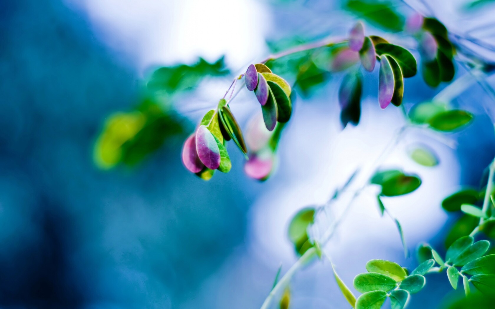 Фиолетовые листья обои