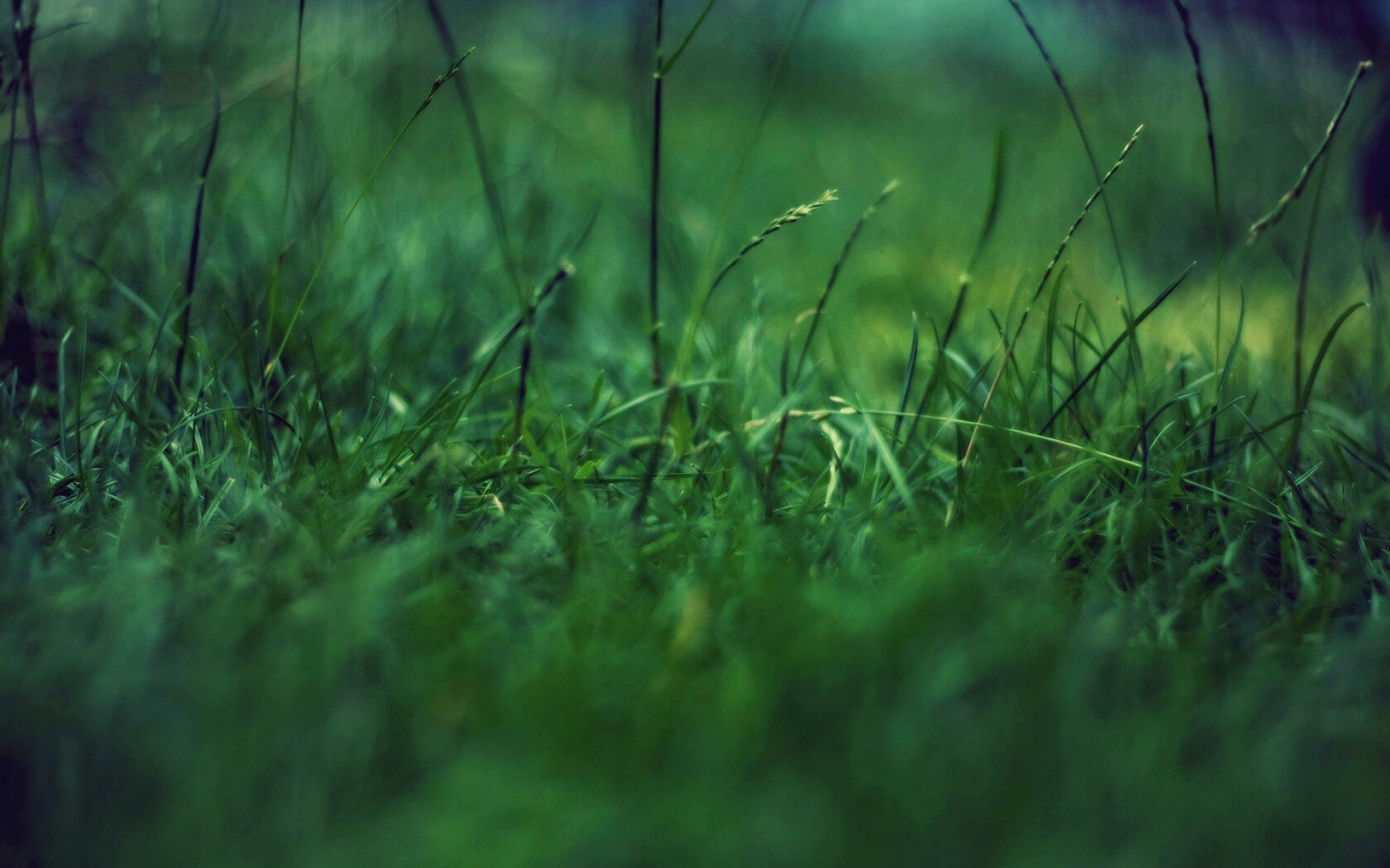 Трава в макро режиме обои