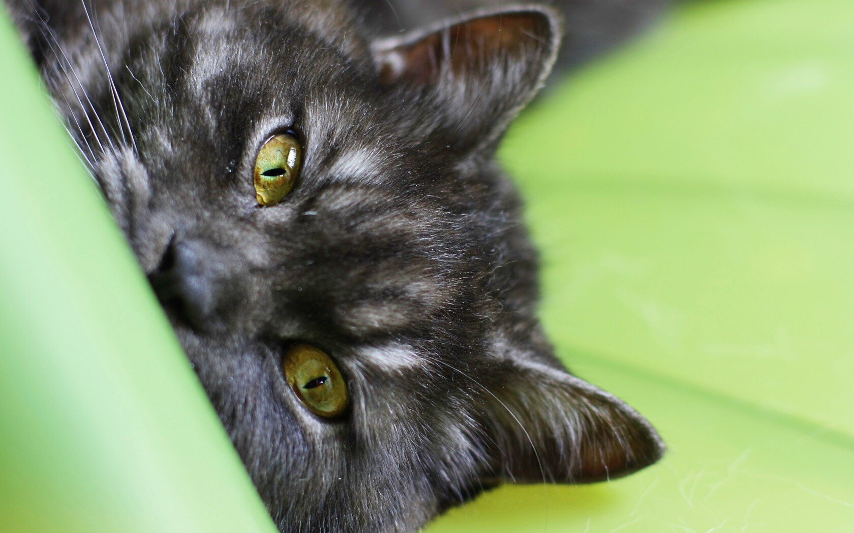 Глаза и уши обои