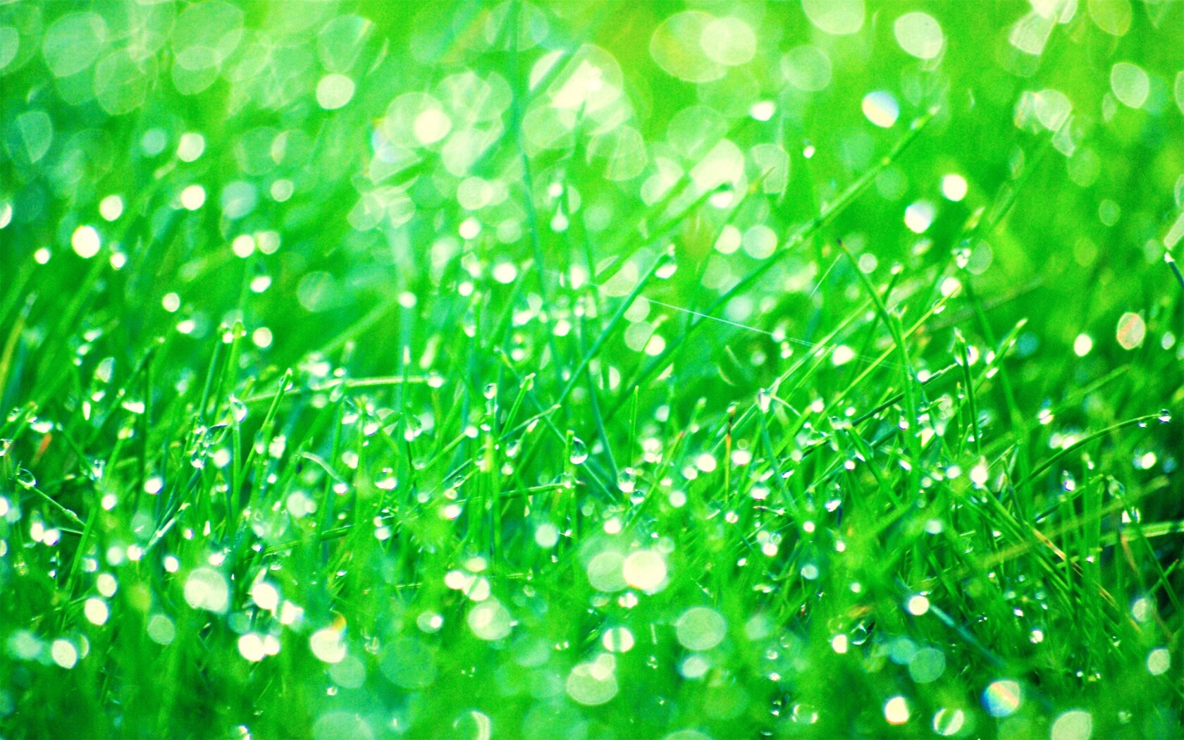 Трава в росе обои
