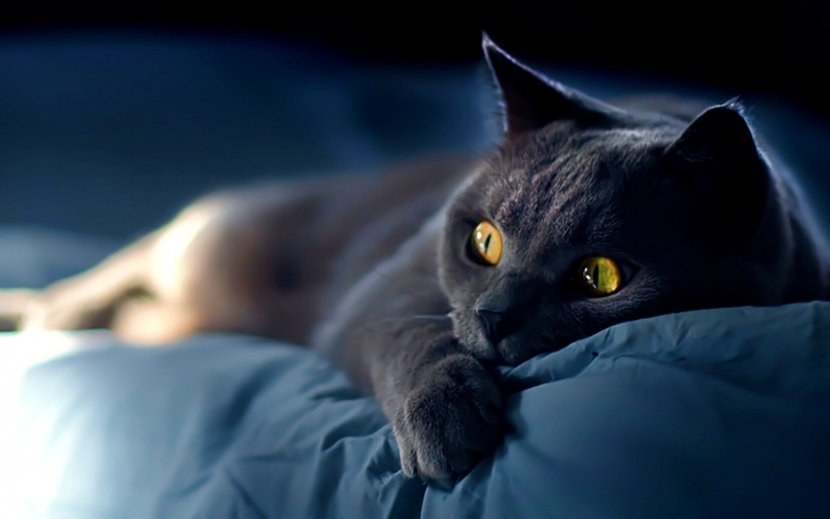 Персидский кот на кровати обои