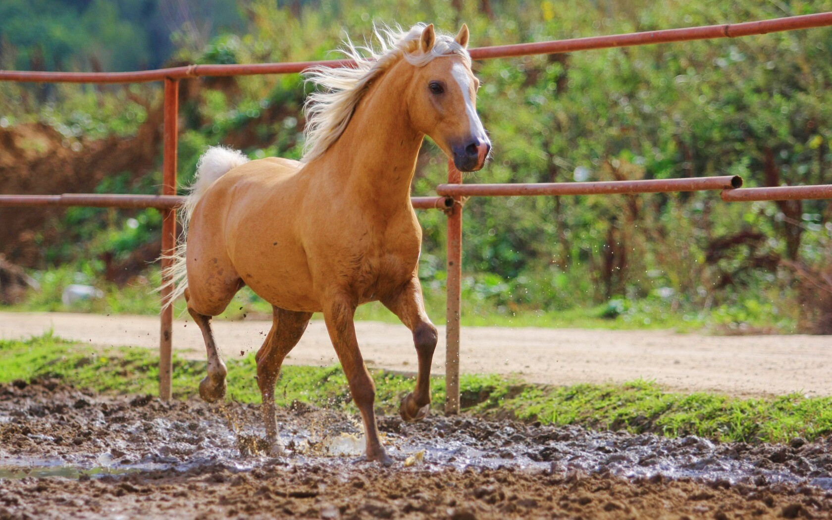 Молодая лошадь в загоне обои
