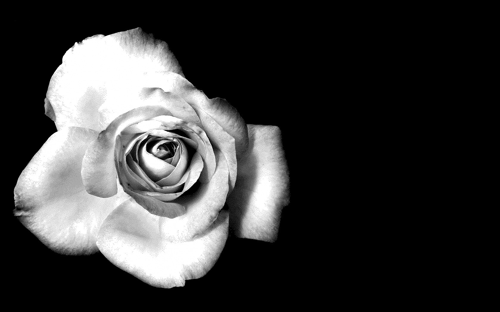 Черно-белая роза обои
