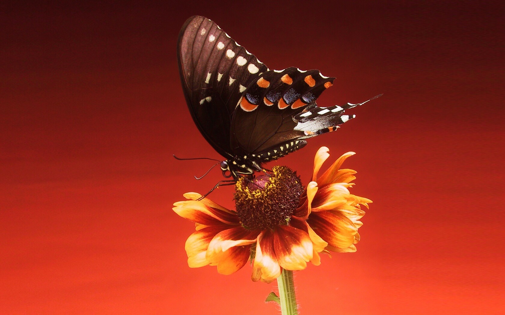 Бабочка на цветке обои