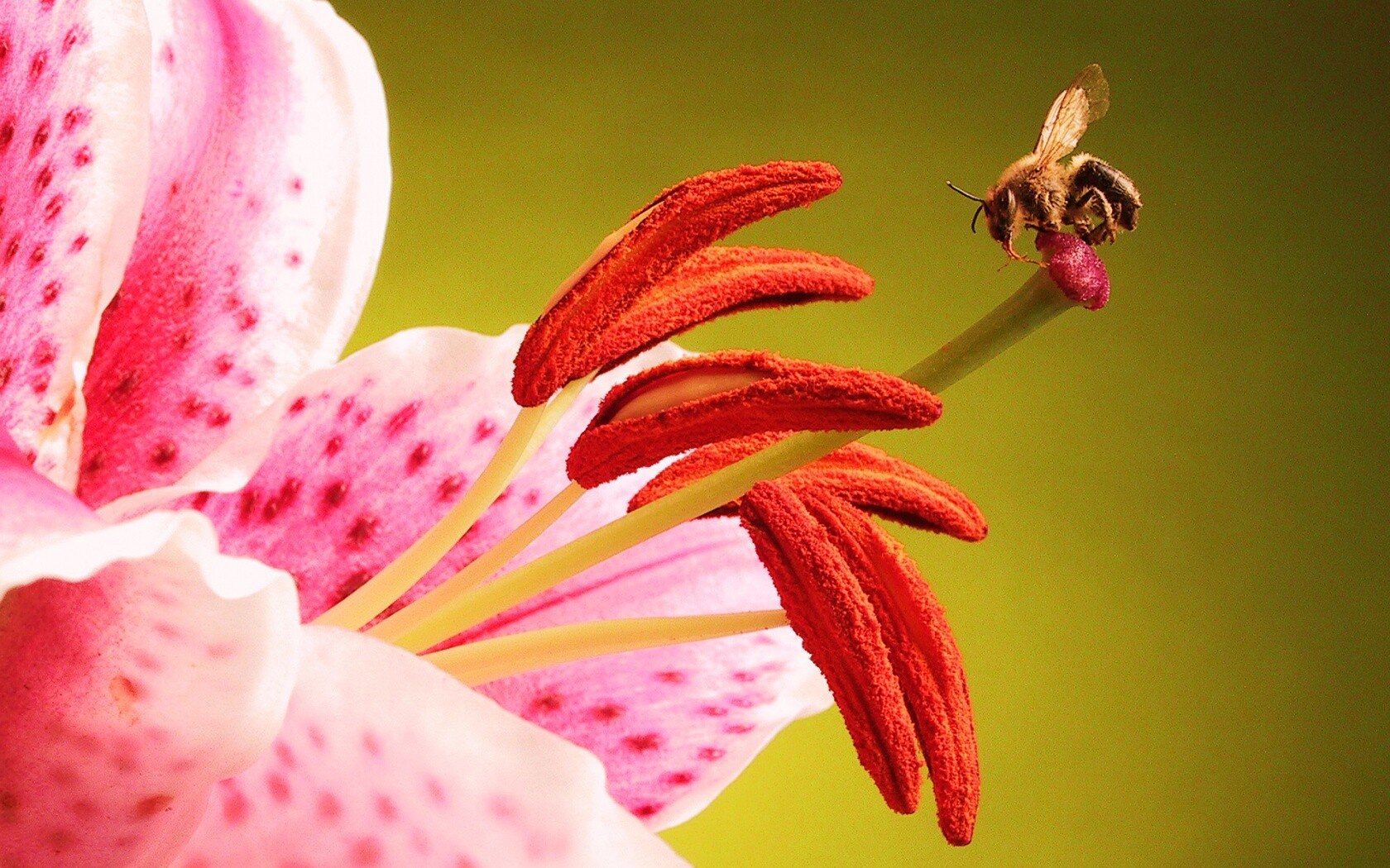 Трудолюбивая пчела на прекрасном цветке обои