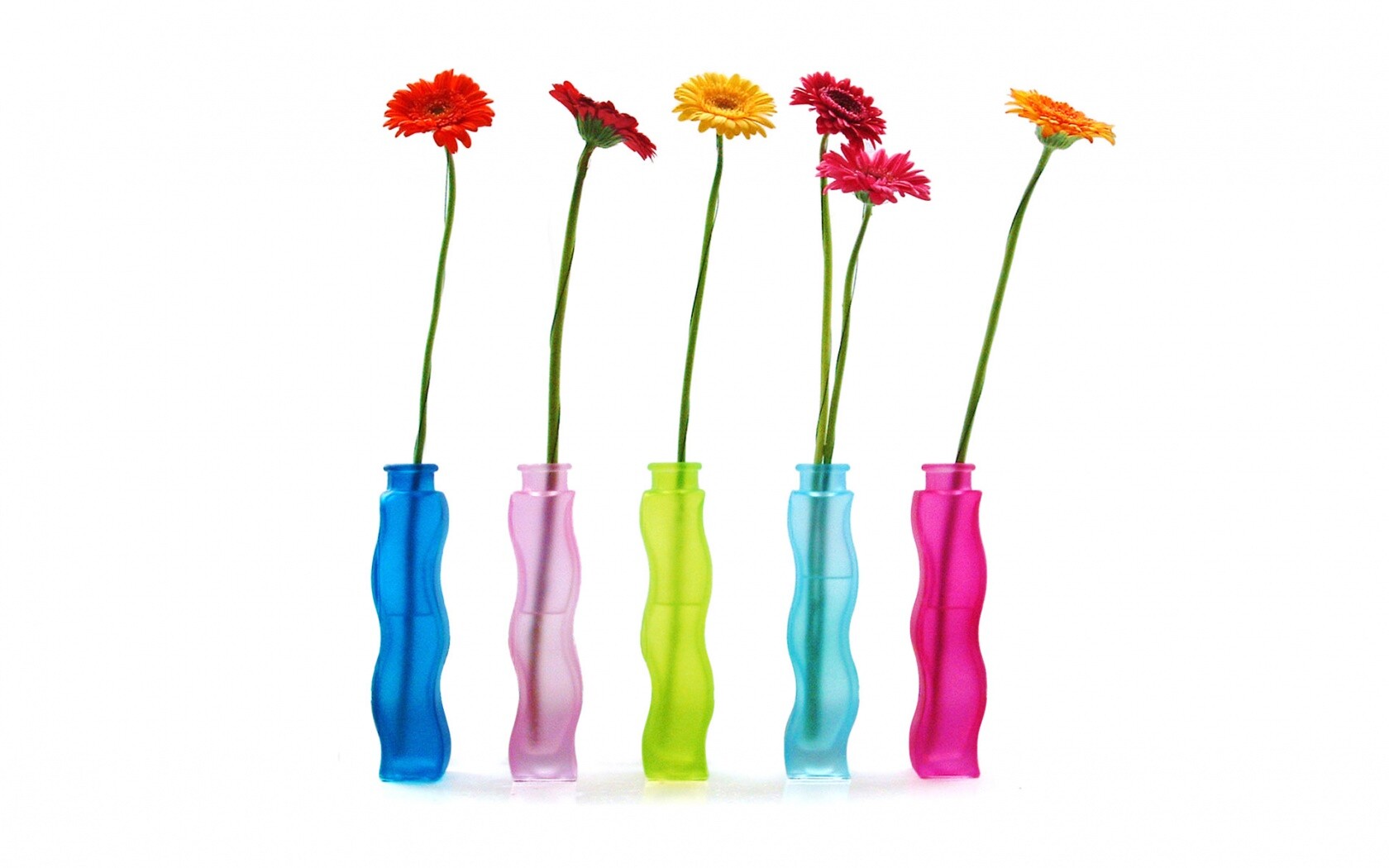 Герберы в изогнутых вазах обои