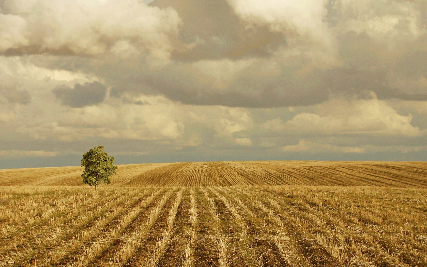 Дерево в поле обои