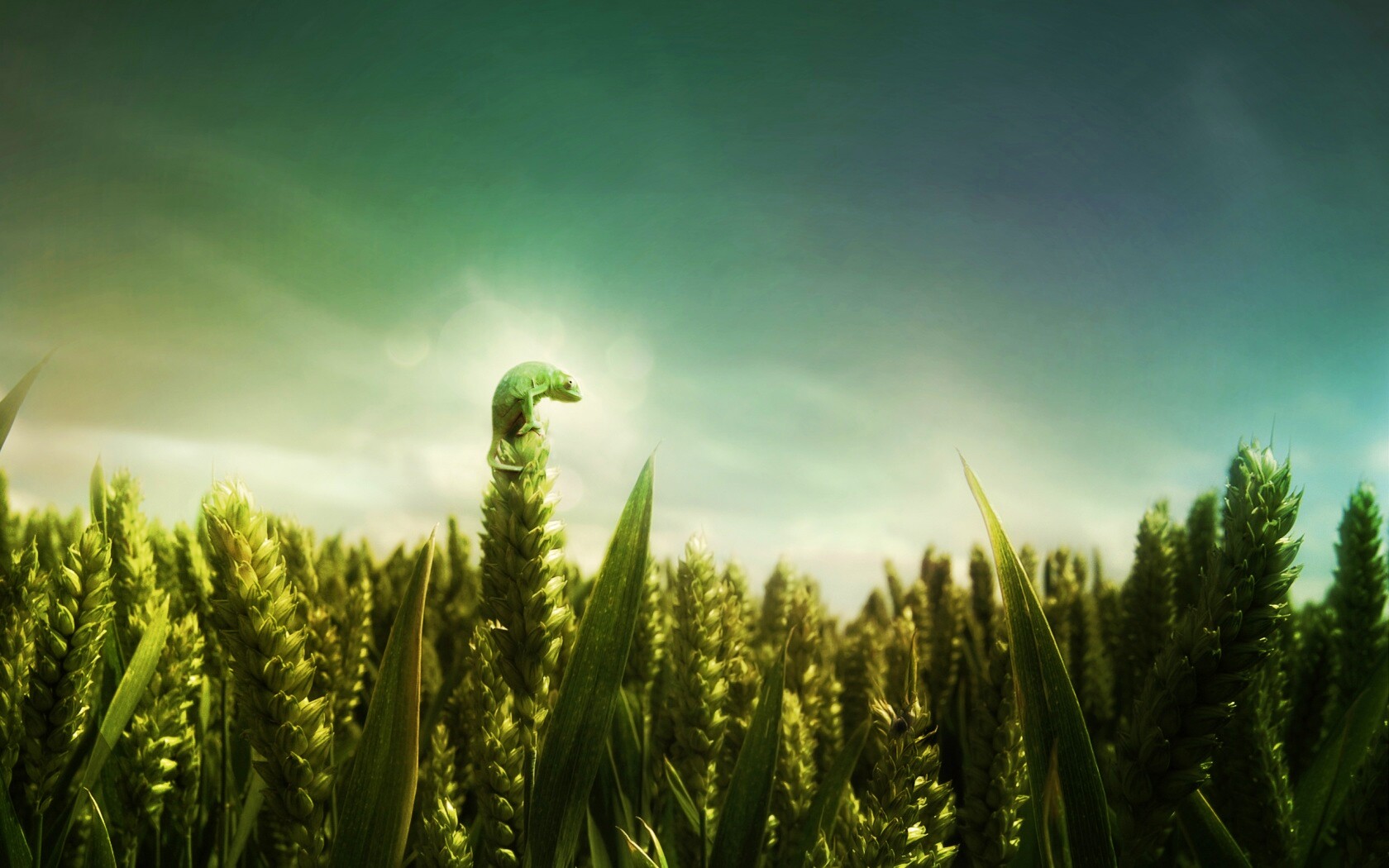 Маленький хамелеон на травинке обои