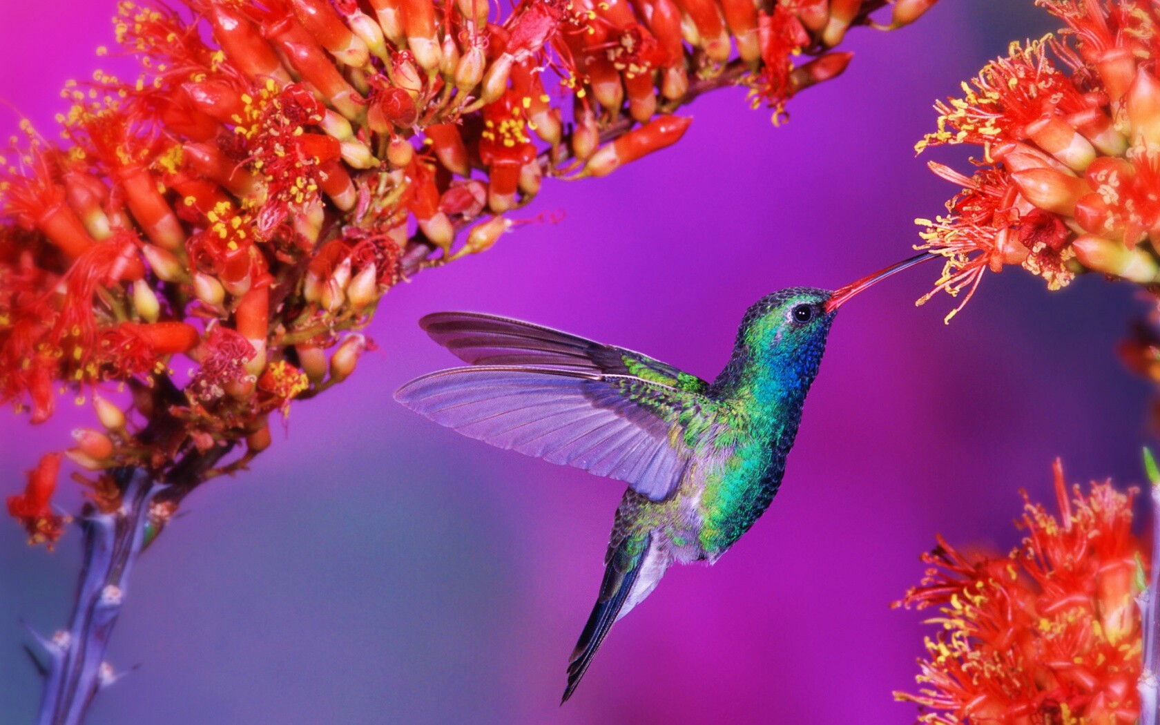 Колибри обои