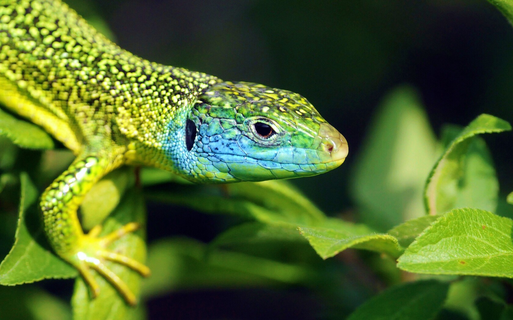 Ящерка на листьях обои