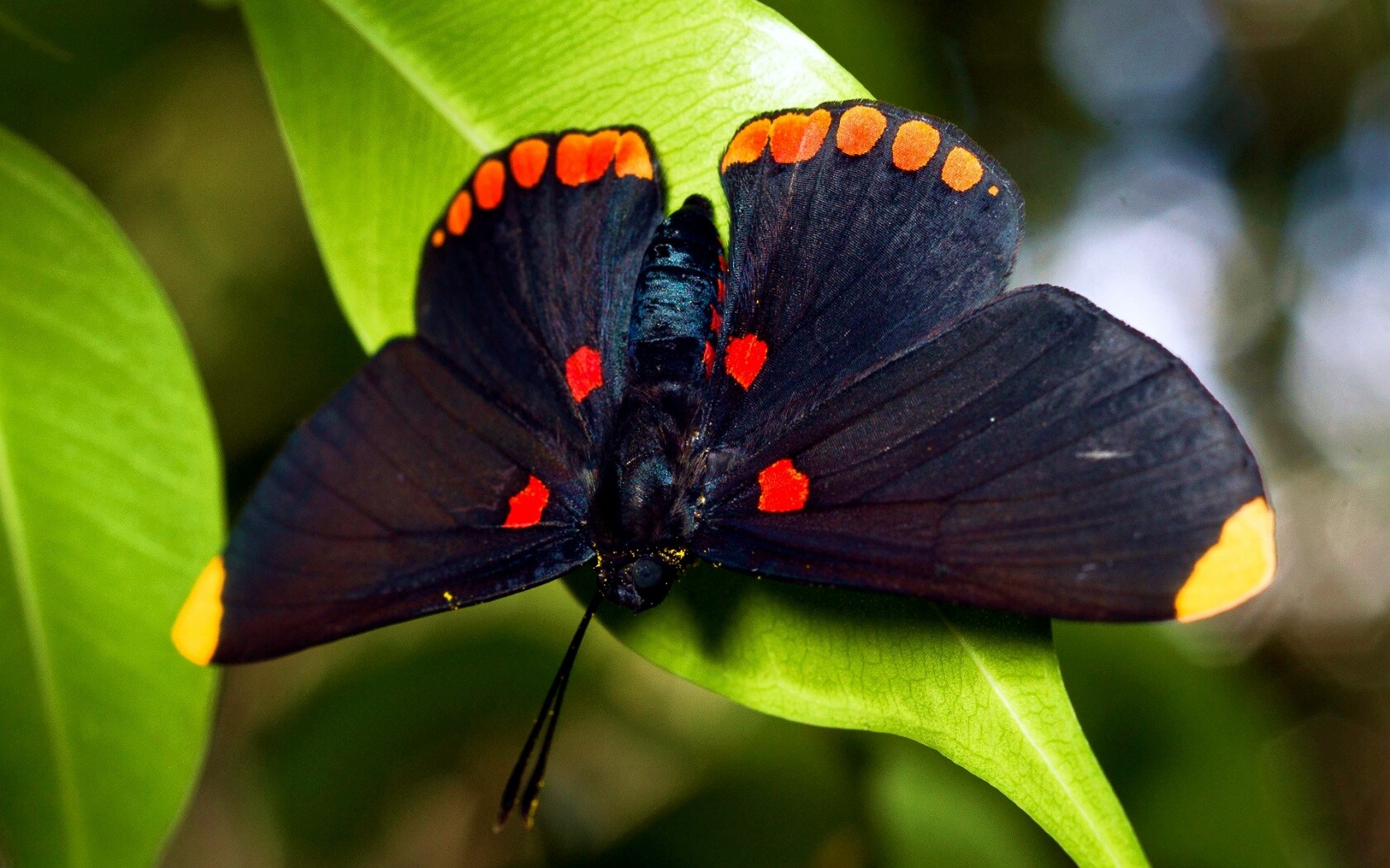 Бабочка на листе обои