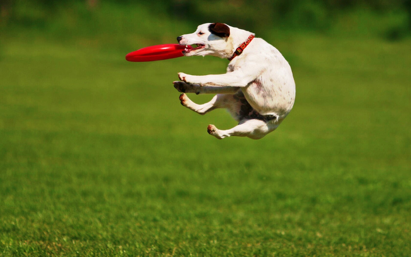 Ловкач обои